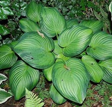 Funkie guacamole hosta - -,
