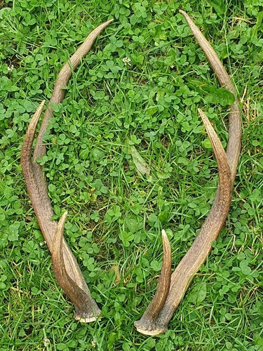 Abwurfstangen geweih - abwurfstangen,