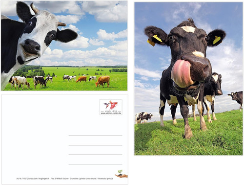 Lustige tierpostkarten set - tierpostkarten-set, –