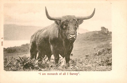 Ich bin monarch highland cow - -,