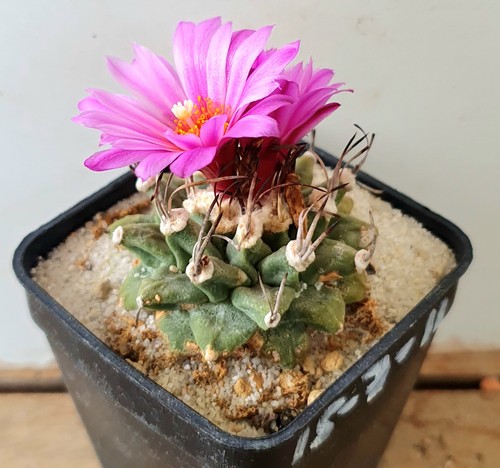 Turbinicarpus alonsoi auf