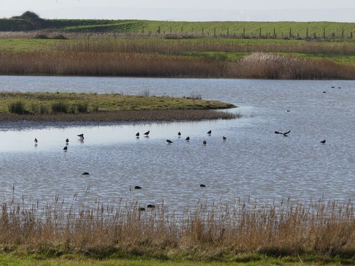 Foto kiebitze auf dem see - foto,