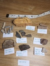 Dinosaurier Fossil Sammlung