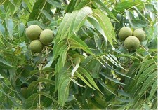 5 Stück XXL Topfpflanzen