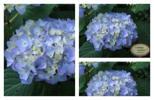 Hortensie endless summer - endless, -r-