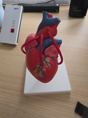 Scientific herzmodell - scientific,