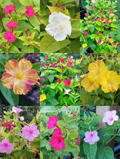 Samen wunderblume mirabilis - 50,