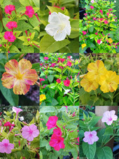 50 Samen Wunderblume Mirabilis jalapa Bunte Mischung Duftende Blüten Staude 
