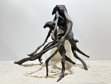 Schwarze Moorwurzel XL