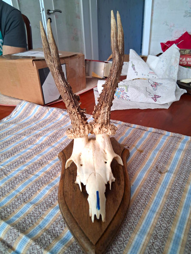 Rehbock gehörn jagdtrophäe - gehörn,