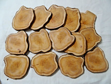 5 Stuck Baumscheibe Eibe 12-16