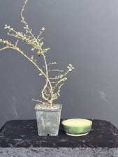 Bonsai - Shohinbonsai -