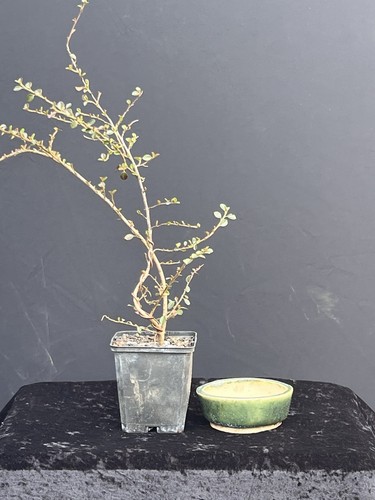 Bonsai shohinbonsai - -,