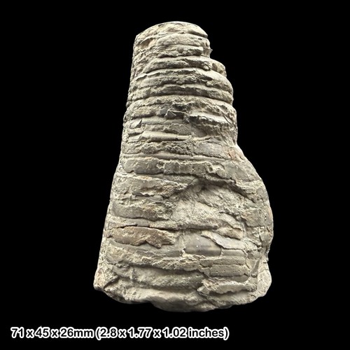 Belemnit phragmokon fossil - belemnit,