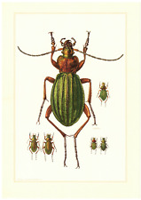 Laufkäfer Goldschmied Carabus auratus Käfer Insekten Farbdruck 1956
