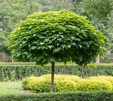 3st.  Hochstamm Kugel-Trompetenbaum Catalpa  ‘Nana’ Stammhöhe 120-140cm