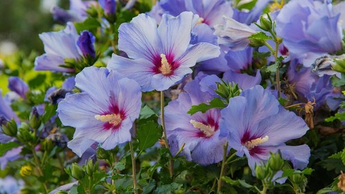Hibiskus gartenhybiskus - hibiskus,