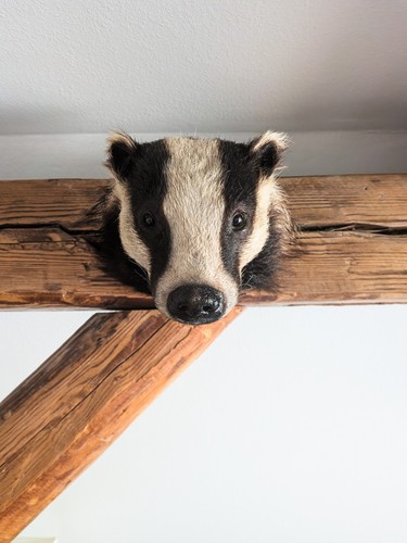 Dachs kopfpräparat taxidermie - dachs,