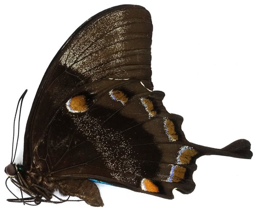 Papilio ulysses scylla male - papilio,