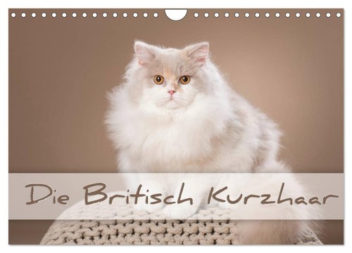Die britisch kurzhaar - die,