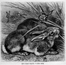 Hase  Lepus vulgaris  Holzstich von  1891  Friedrich Specht