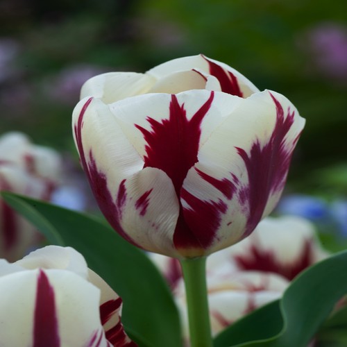 Tulpen blumenzwiebeln zwiebeln - blumenzwiebeln,