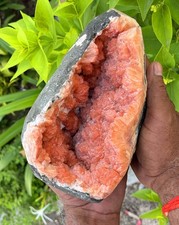 Roter Stilbit Geoden