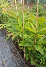 1 x Esskastanie Marone