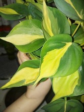 Philodendron brasil - ", "