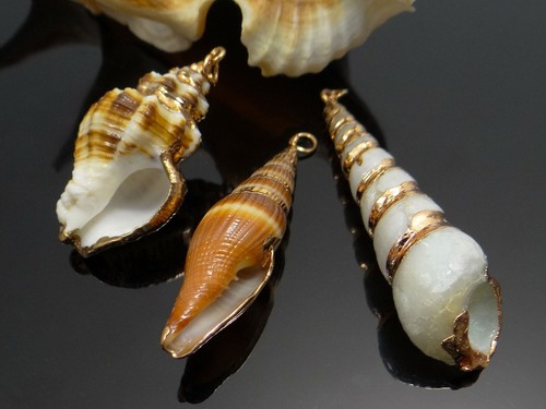 Muschel schnecke schneckenhaus - schnecke,