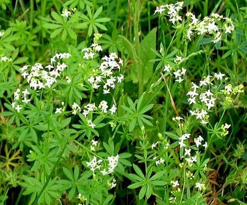 Weiße labkraut galium album - weiße, album-