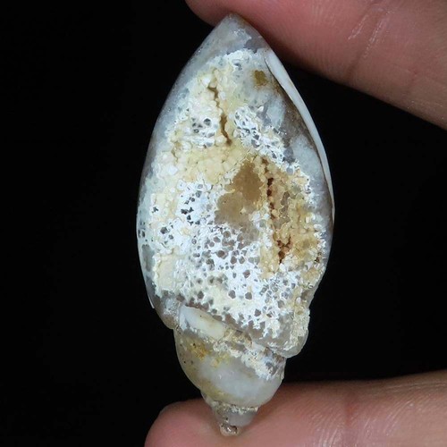 Natürlich fossil schnecke - natürlich,