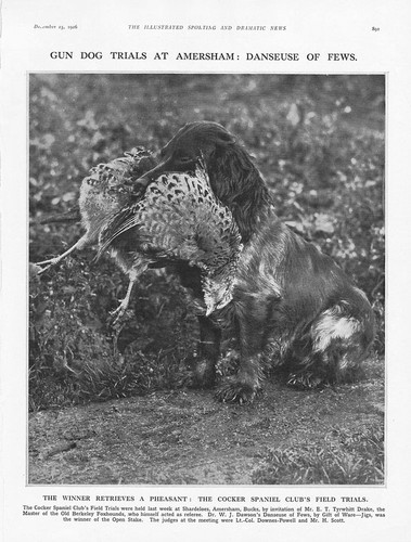 Amersham bucks the cocker - amersham,