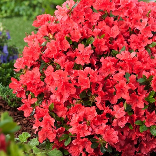 Azalee rhododendron - azalee,