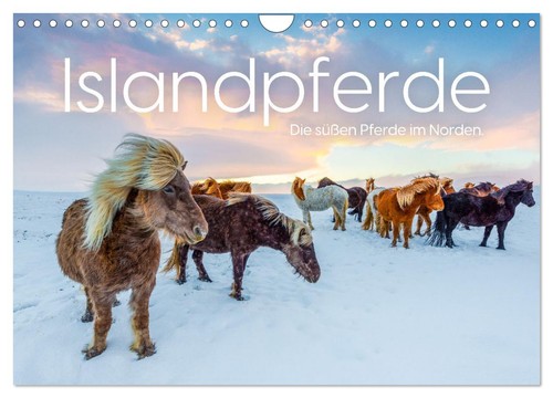 Islandpferde die süßen - islandpferde,