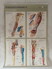 Anatomische Bildtafel Extremitäten 6 von 9  Poster 70 x 50 cm Geigi TOP