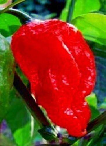 Schärfe weltrekord chilli - schärfe,