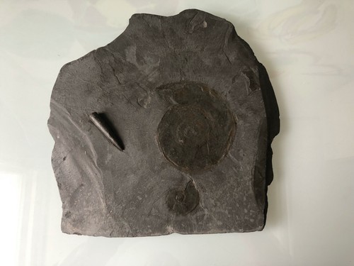 Fossil schieferplatte 34x34 - fossil,