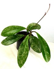 HOYA  Porzellanblume Wachsblume Zimmerpflanze