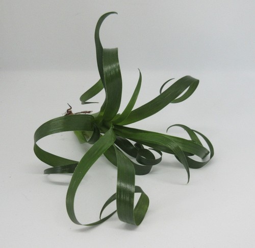 Vriesea astrid zimmerpflanze - -,