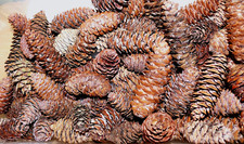 Zapfen von Serbischer Fichte 30 St. Naturbraun, klein + kompakt gewachsen