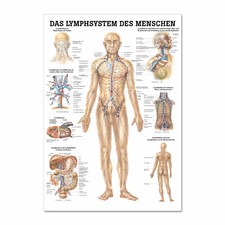 Lehrtafel "Das Lymphsystem des