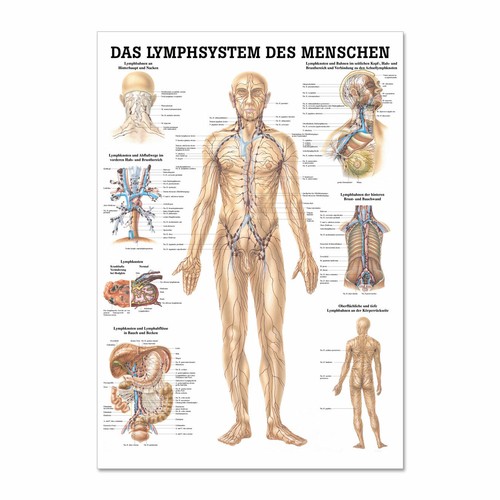 Lehrtafel das lymphsystem des - lehrtafel, "das