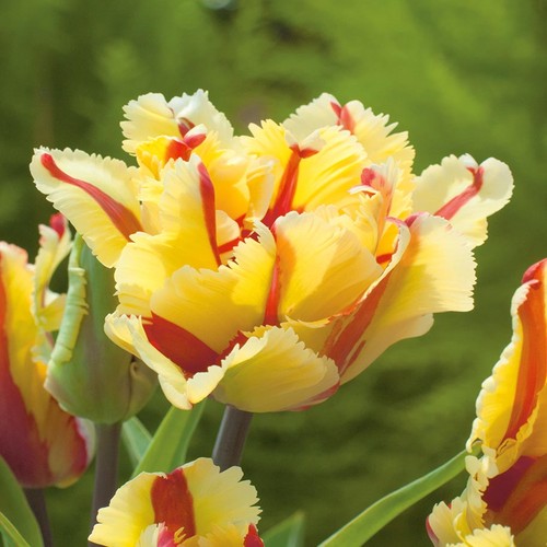 Tulipan pełny double flaming - pełny,