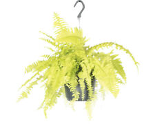 Gelber Schwertfarn Ampel