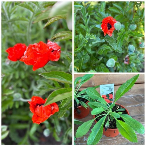 Stk türkischer mohn - türkischer,