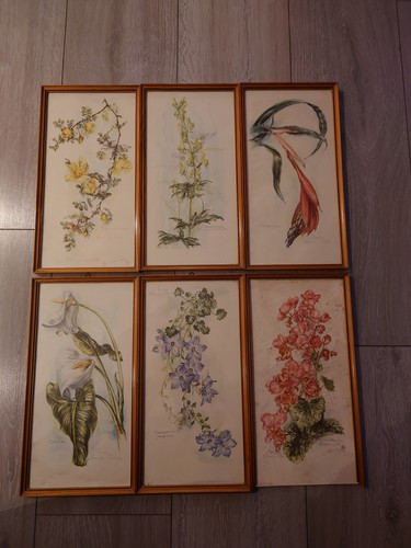 Antike botanische aquarelle - 6,