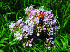 1000 SAMEN Echter Baldrian Valeriana Heilpflanze Arznei Kräuter Heilkraut Saat