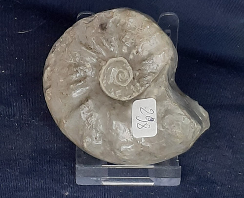 Ammonit ceratites - ammonit,