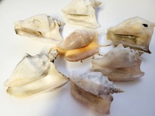 Aquarium Deko Konvolut Meeresschneckengehäuse Lambis Fechterschnecke Muscheln 